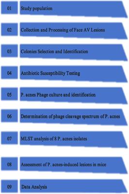 Investigating Propionibacterium acnes antibiotic susceptibility and response to bacteriophage in vitro and in vivo